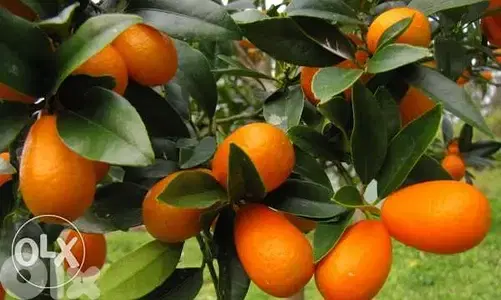 Turkish Kumquat good quality