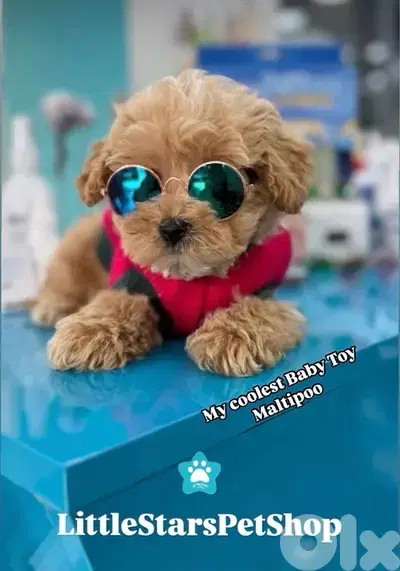 Toy Maltipoo Imported Puppy Pure Breed Dog / Delivery / كلب كلاب جرو