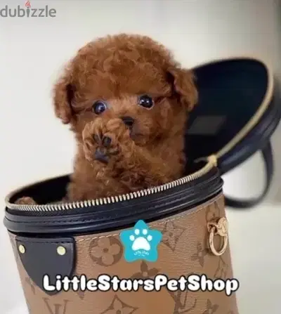 Aďorable Toy Poodle pure breed Puppy/Dog/كلب