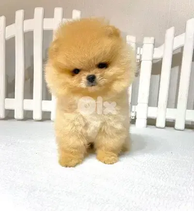 Pomeranian REAL TEACUP!! IMPORTED light color puppy Dog Delivery كلب