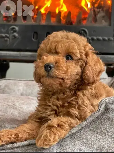 Toy Poodle Small Size Puppies Available/ dog كلاب