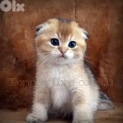 golden chinchilla scottish Fold Kitten imported