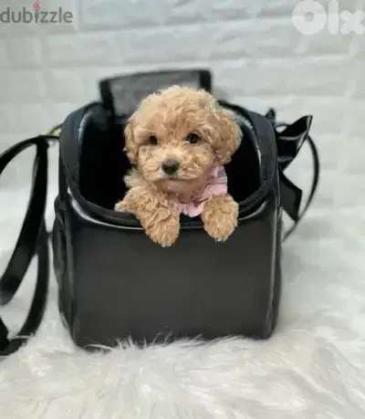 Mini Labradoodle imported puppy Dog Delivery كلب جرو