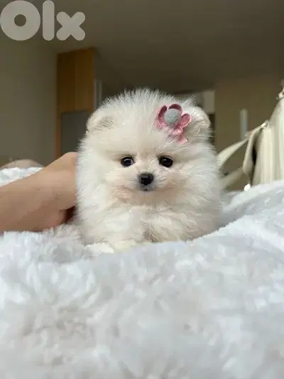Teacup Pomeranian puppy pure breed dog كلاب DELIVERY AVAILABLE