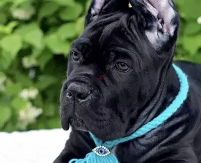 cane corso