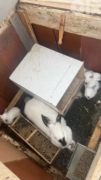 Giant Rabbits Bunnies أرانب عملاقة