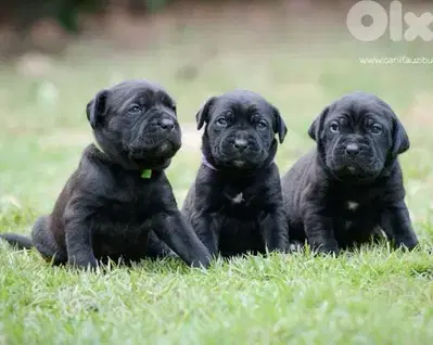 Cane Corso the Ultimate Guardian Puppies/ dog كلاب