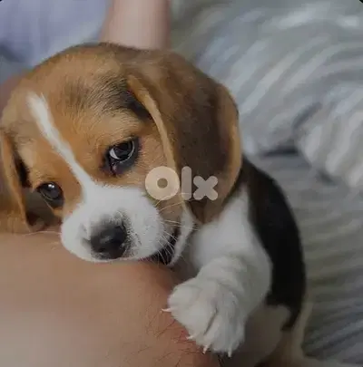 Beagle puppy imported high quality Dog Delivery كلب