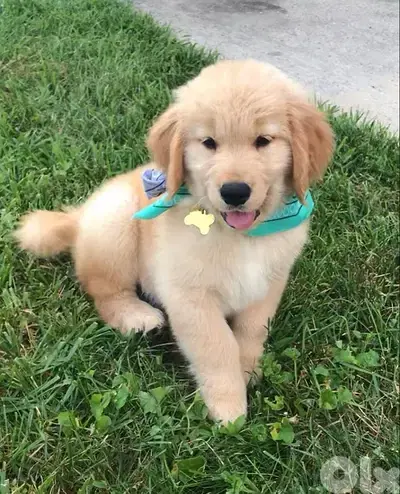 Beautiful Golden Retriever puppy pure breed Dog/Delivery/ كلب جرو