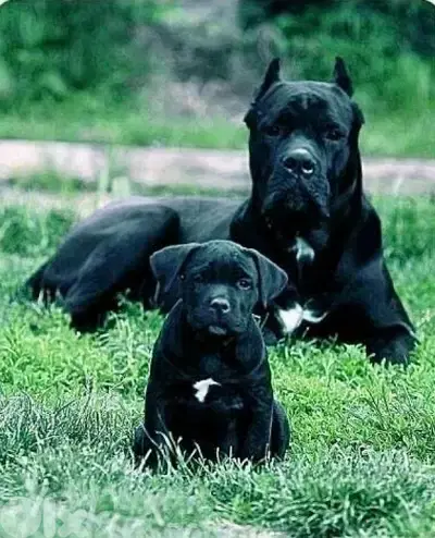 Unique Cane Corso blue or black puppies pure breed imported Dog كلاب