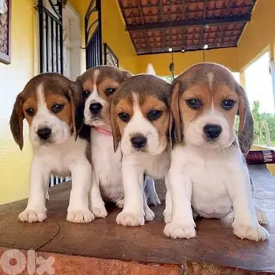Cutest Beagle puppies available in store now! Dog كلاب كلب Delivery