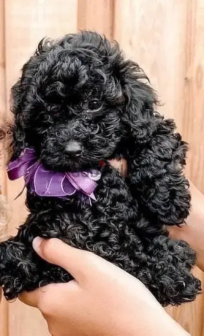 Unique Black Toy Poodle puppy available imported Dog delivery كلب