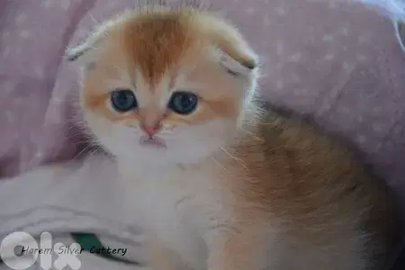 golden chinchilla scottish fold imported
