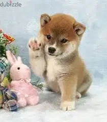 Shiba Inu Charming Puppies| dog كلاب