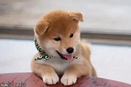 Stunning Shiba Inu puppy high quality imported we deliver كلاب