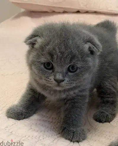 Scottish Fold kitten Available