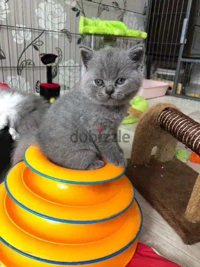 British shorthair delivery kitten