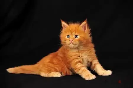 mainecoon maine coon imported