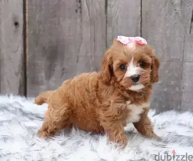 Cavapoo Brown imported delivery puppy