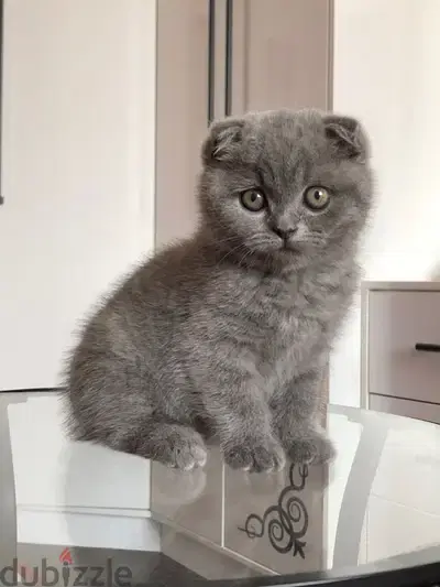 scottish fold blue Kitten delivery available