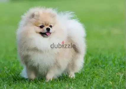 teacup Pomeranian