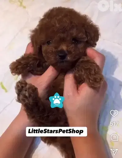 REAL SMALL SIZE pure breed Toy Poodle Puppy / Dog / كلب