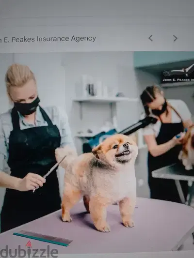 Pet Grooming Shop