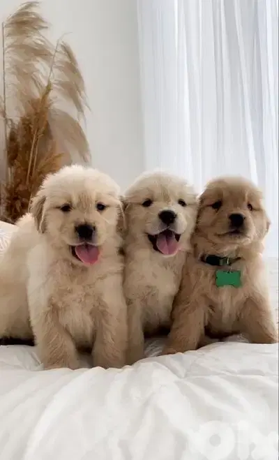 Golden Retriever Puppies – Loyal, Friendly & Vaccinated!