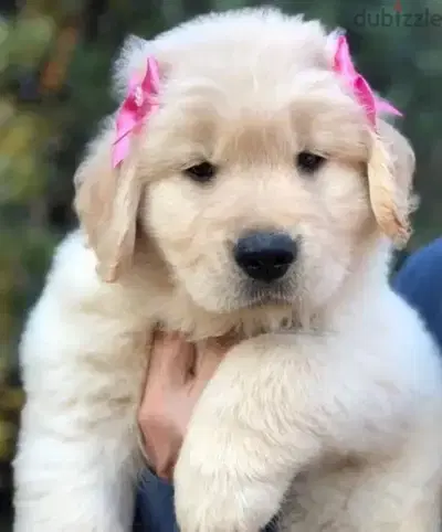 Cutest Golden Retriever Puppies Available now in store/ dog كلاب