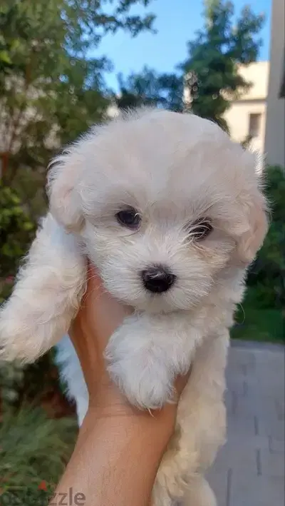 Small Bichon puppy Available pure breed Dog Delivery كلب كلاب جرو