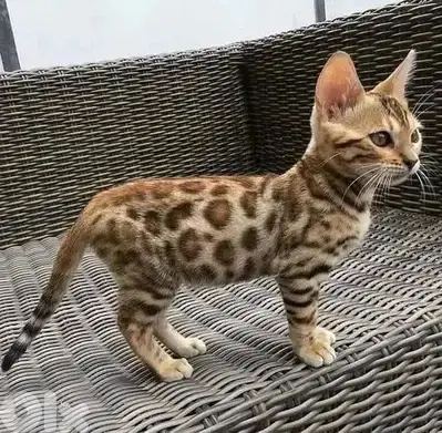 Wild Beauty Bengal Kittens Available in shop & Delivery - HighQuality