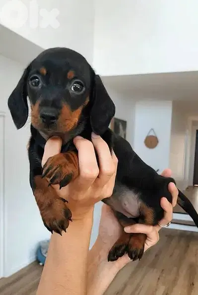 Adorable Black & Tan Dushchunds Puppies Available in Store &Delivery