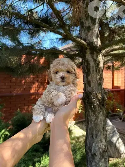 Smallest Maltipoo Puppies/ dog كلاب