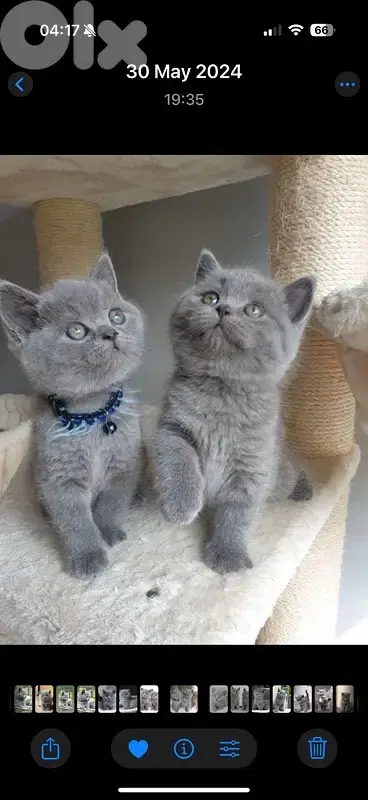 Cutest British short Hair kitten cat / delivery available / قطط
