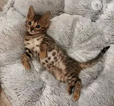 Stunning Bengal Kittens Available in Store & Delivery