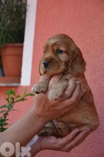 Cocker Spaniel Pure Puppies Imported/ Dog كلاب