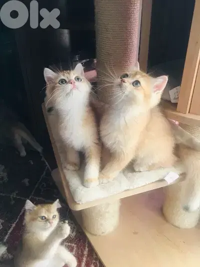 British Golden Chinchilla kitten imported