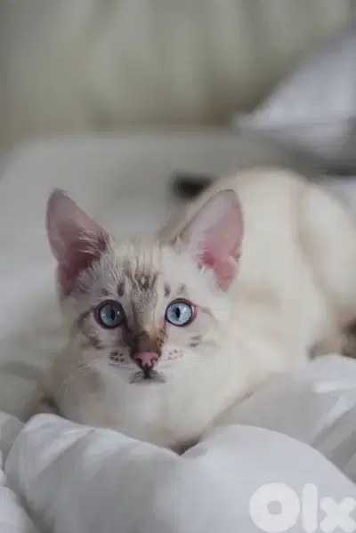 bengal kitten imported delivery