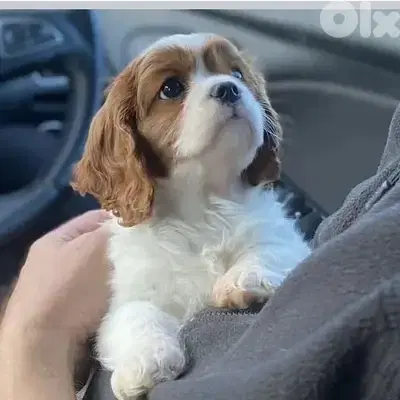 Cavalier King Charles Puppies Available in Store/Delivery/Dog/كلاب