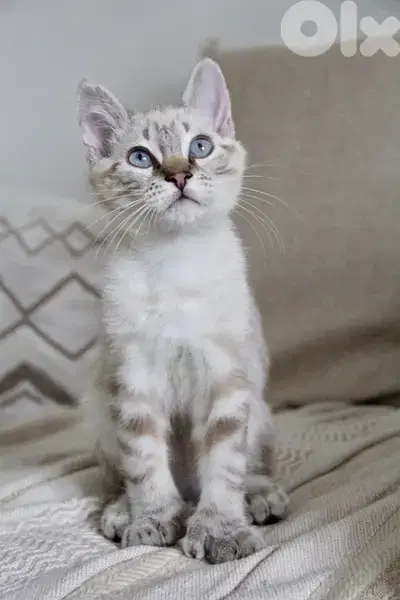 Snow Bengal Kitten Cat Adorable Imported