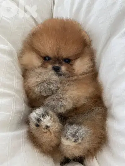 Pomeranian Fluffy Puppies in store/ dog