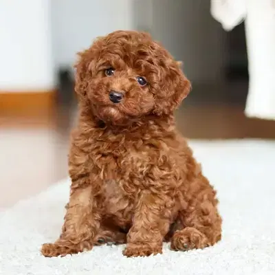 Cutest Poodle Puppies/ dog كلاب Pure breed