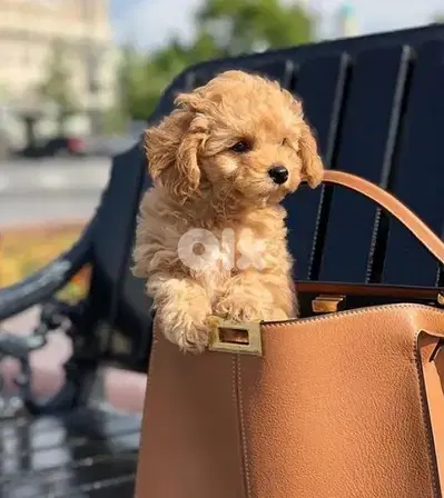 Playful Maltipoo Puppies Available/ dog كلاب