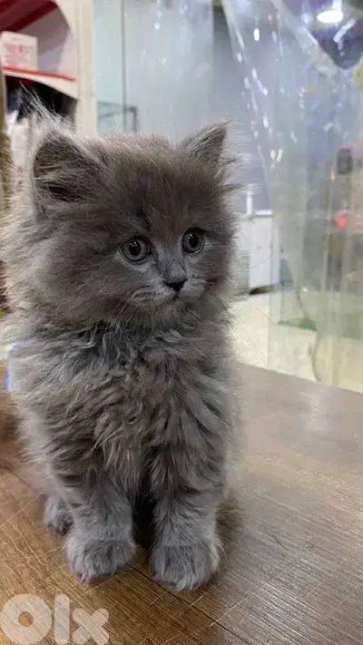 Persian Grey Kitten Delivery