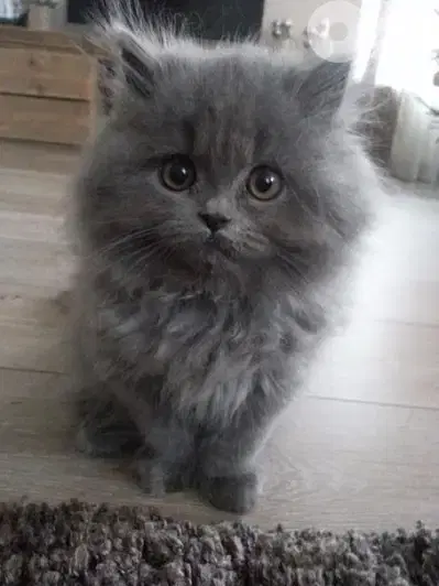 Persian Kitten grey cuteness overloaded