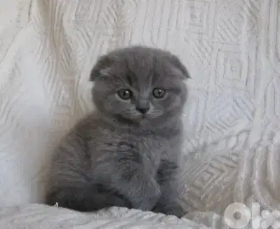 Scottish fold shorthair grey kitten