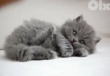 persian grey Kitten BEAUTY Delivery قطط
