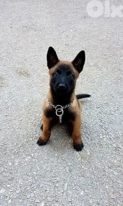 Malinois Belgian Shepherd Puppies