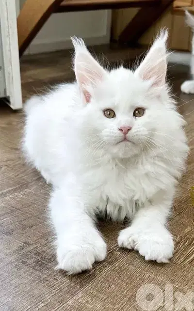 Snow White Mainecoon imported per request