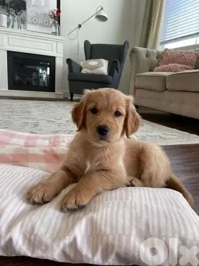 Stunning Golden Retriever Puppies كلب كلاب